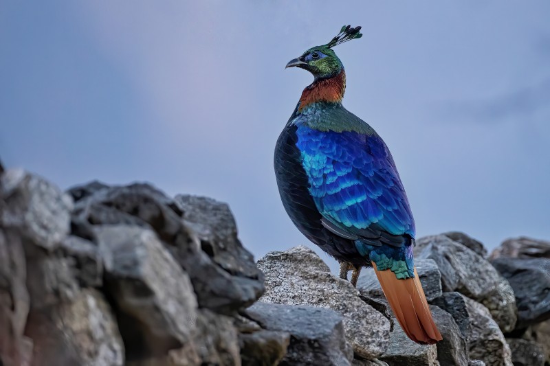 Photos by Chungba Sherpa-Himlayan Munal