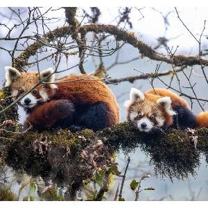 Rare Photos by Mr Chungba Sherpa