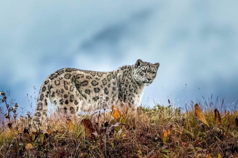 Wildlife Crime Control in Nepal: Challenges and Efforts